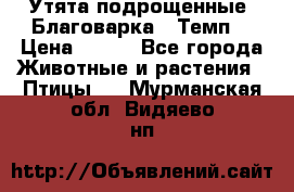 Утята подрощенные “Благоварка“,“Темп“ › Цена ­ 100 - Все города Животные и растения » Птицы   . Мурманская обл.,Видяево нп